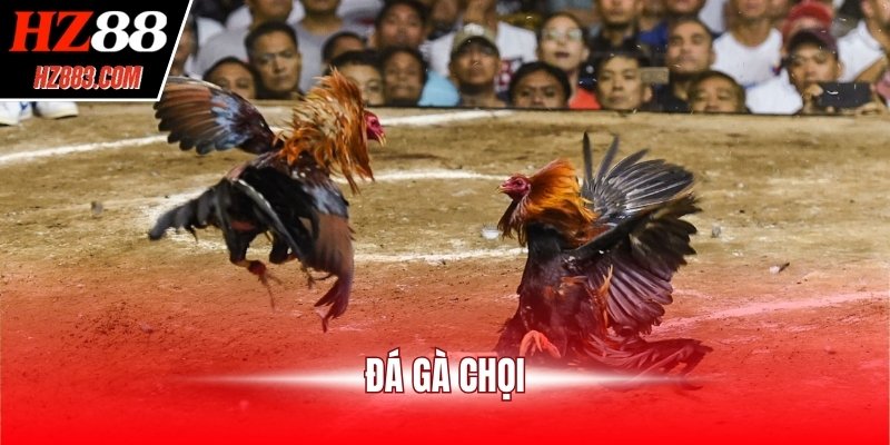 Đá gà chọi